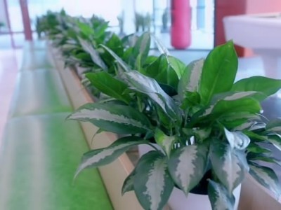 西麗辦公室員工裝修-綠植租賃案例 辦公室裝修綠植租賃