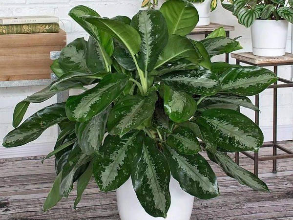 辦公室改造裝修-綠植租賃【銀皇后】(紫砂花盆) 辦公室裝修綠植租賃