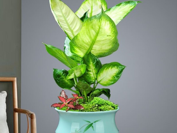 辦公室改造裝修-綠植租賃【銀皇后】(紫砂花盆) 辦公室裝修綠植租賃