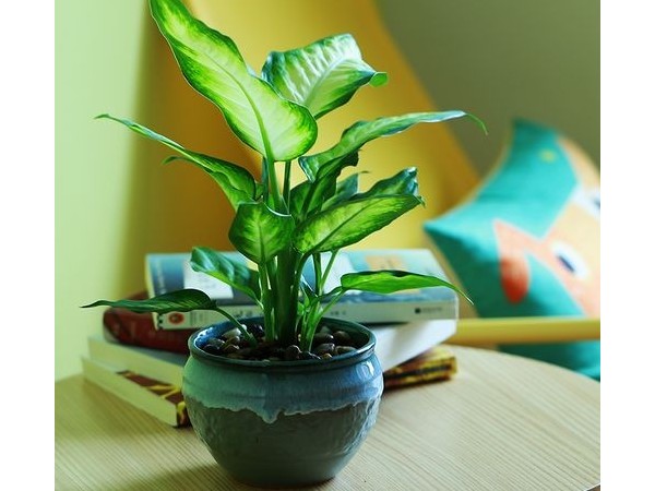 辦公室改造裝修-綠植租賃【銀皇后】(紫砂花盆) 辦公室裝修綠植租賃