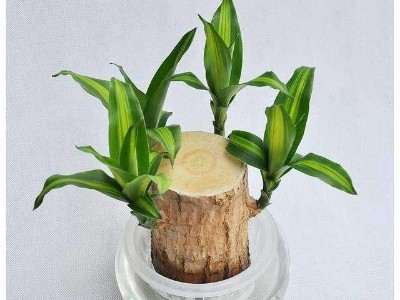 辦公室銷售部空間設(shè)計(jì)-綠植租賃【巴西木】 辦公室裝修綠植租賃