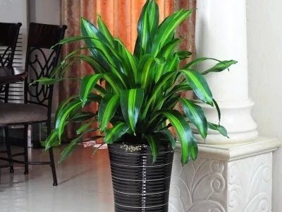 福田辦公室裝飾裝修-綠植租賃案例 辦公室裝修綠植租賃