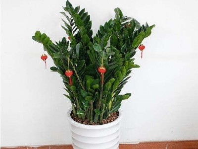 寶安辦公室設計裝修-綠植租賃【金錢樹】(象牙白陶瓷盆裝) 辦公室裝修綠植租賃