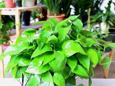 南山辦公室裝修設(shè)計(jì)-綠植租賃【綠蘿】 辦公室裝修綠植租賃