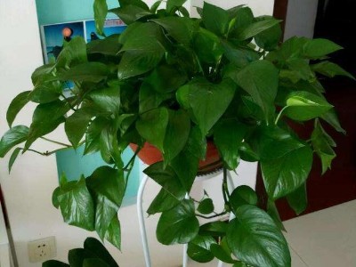 南山辦公室裝修設(shè)計(jì)-綠植租賃【綠蘿】 辦公室裝修綠植租賃